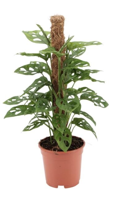 Monstera Monkey - &empty;17 cm - &uarr;60 cm