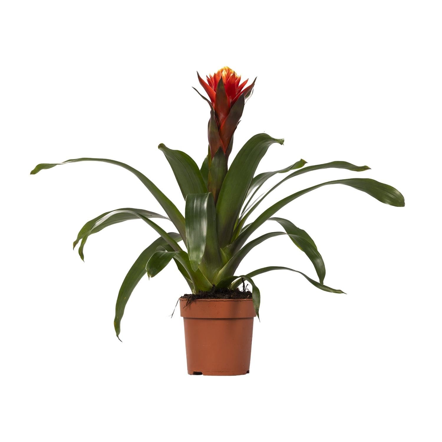 Guzmania Happiness - &empty;12 cm &uarr;45 cm
