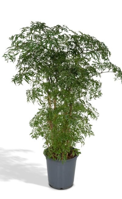 Aralia - Polyscias Fruticosa (Aralia) - Ø21Cm - ↕75Cm