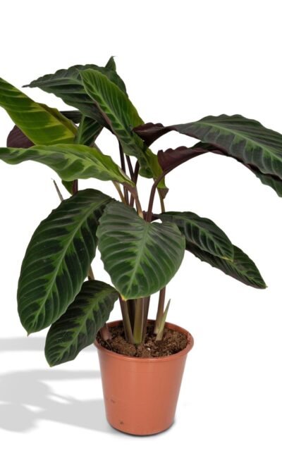 Calathea - Calathea Warscewiczii - Pauwenplant - Ø19Cm - ↕70Cm