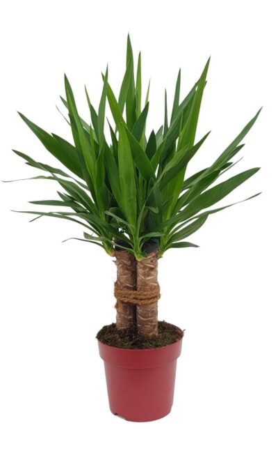 Palmlelie - Yucca "Tres Cañas" 30 Stam P19 - Ø19Cm - ↕70Cm