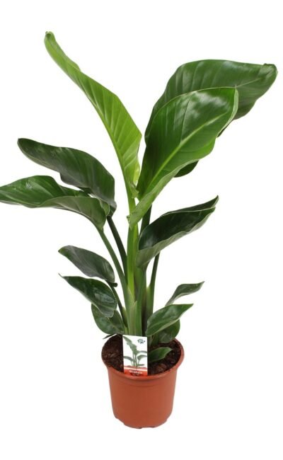 Paradijsvogelplant - Strelitzia Nicolai - Ø17Cm - ↕70Cm
