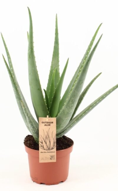 Aloë vera - Aloe Vera - Ø19Cm - ↕70Cm