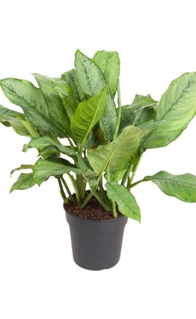 Aglaonema - Aglaonema B.j, Freedman - Ø24Cm - ↕70Cm