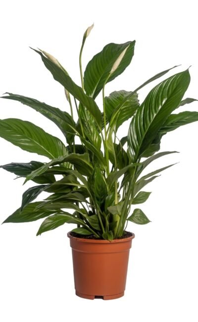 Lepelplant - Spathiphyllum Vivaldi - Ø17Cm - ↕70Cm