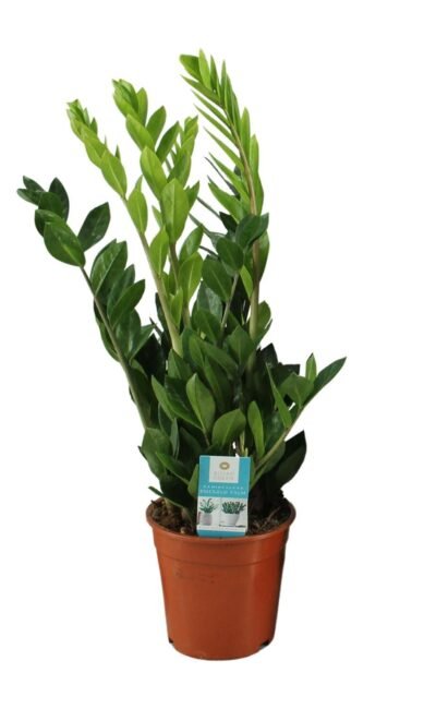 ZZ-plant (Zamioculcas Zamiifolia) - &empty;17 cm - &uarr;65 cm