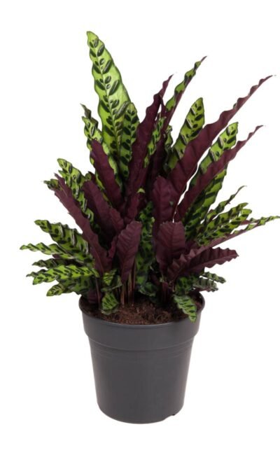 Rattlesnake - Calathea Lancifolia - Ø27Cm - ↕70Cm