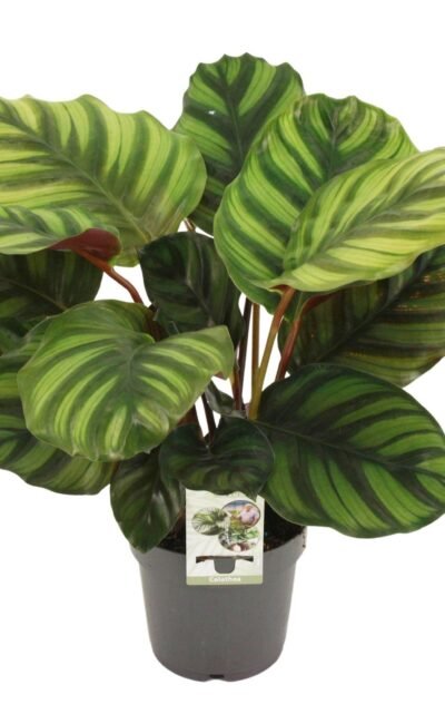 Pauwenplant (Calathea Fasciata) - &empty;14 cm - &uarr;50 cm