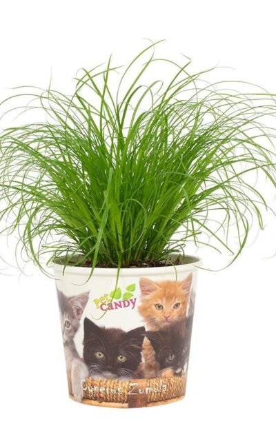 Cyperus Zumula 12Cm - Beker Pet Candy Kat - &empty;12 cm - &uarr;23 cm