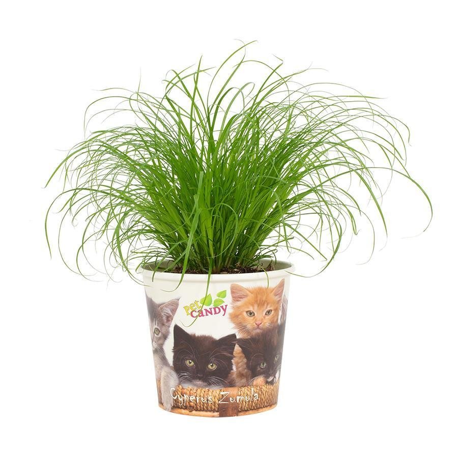 Cyperus Zumula 12Cm - Beker Pet Candy Kat - &empty;12 cm - &uarr;23 cm