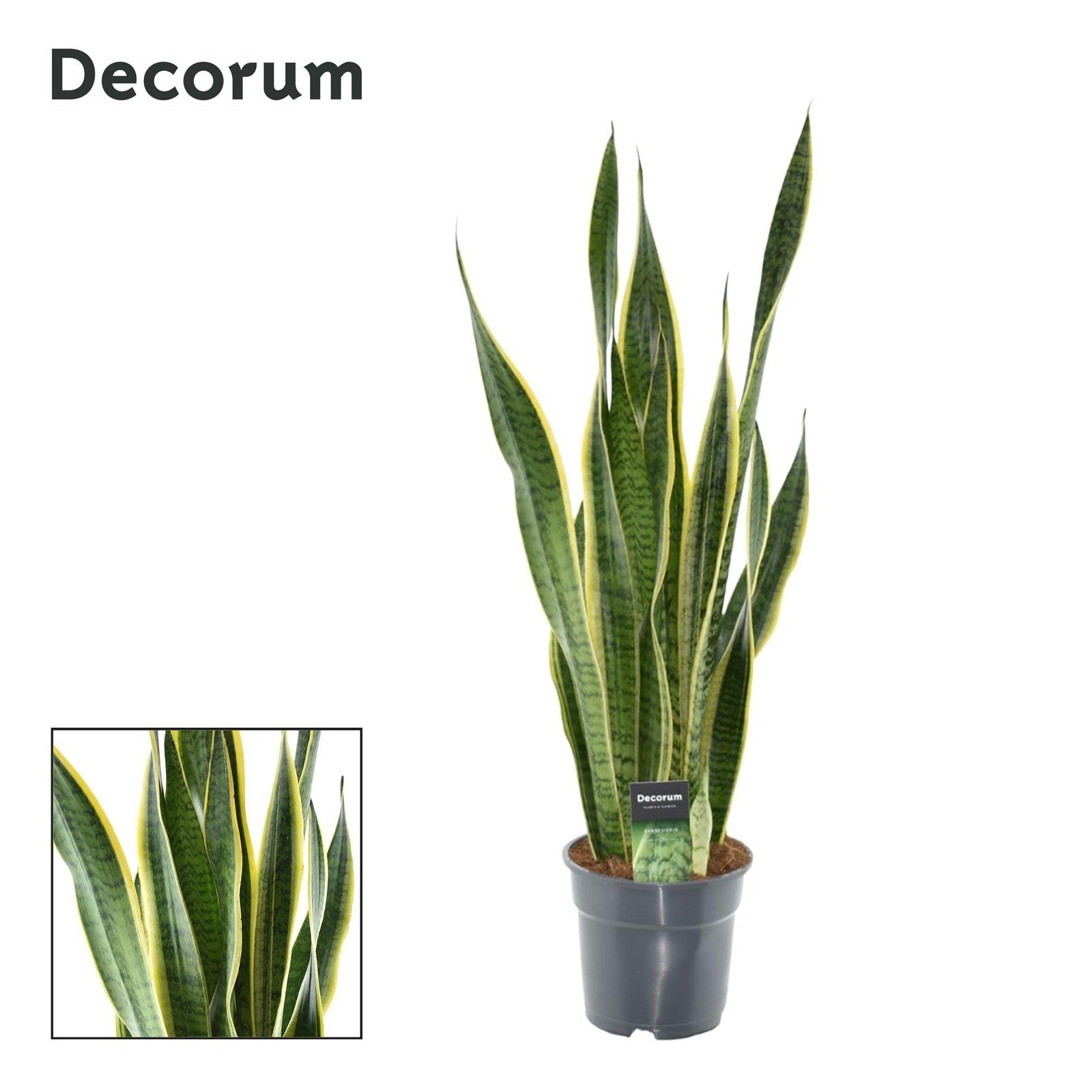 Vrouwentong (Sansevieria Laurentii Xl (Decorum)) - &empty;17 cm - &uarr;70 cm