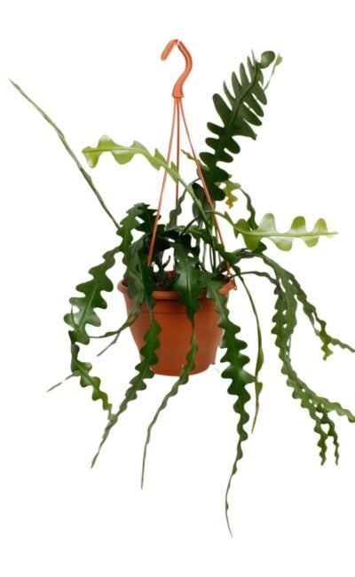 Epiphyllum Anguliger - &empty;17 cm - &uarr;35 cm