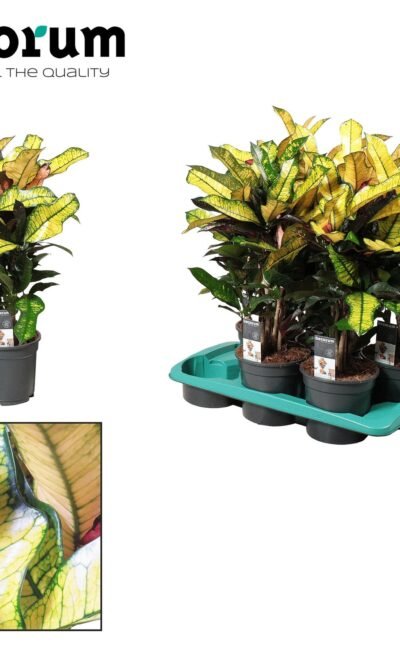 Croton Wilma - &empty;17 cm - &uarr;60 cm