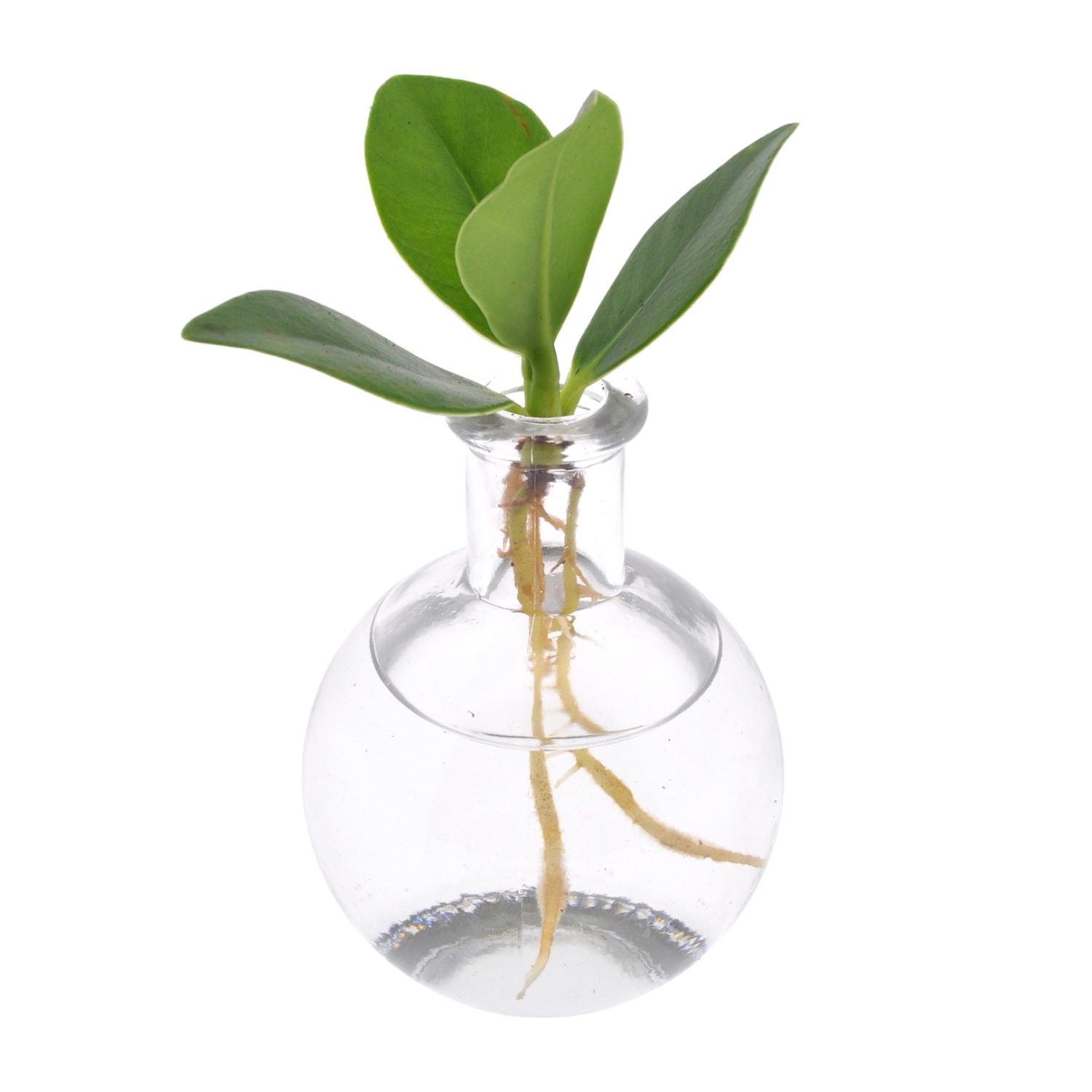 Clusia In Samoa Glas - &empty;5 cm - &uarr;10 cm