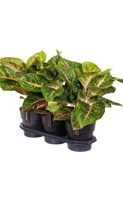 Aglaonema Spring Red - &empty;19 cm - &uarr;60 cm