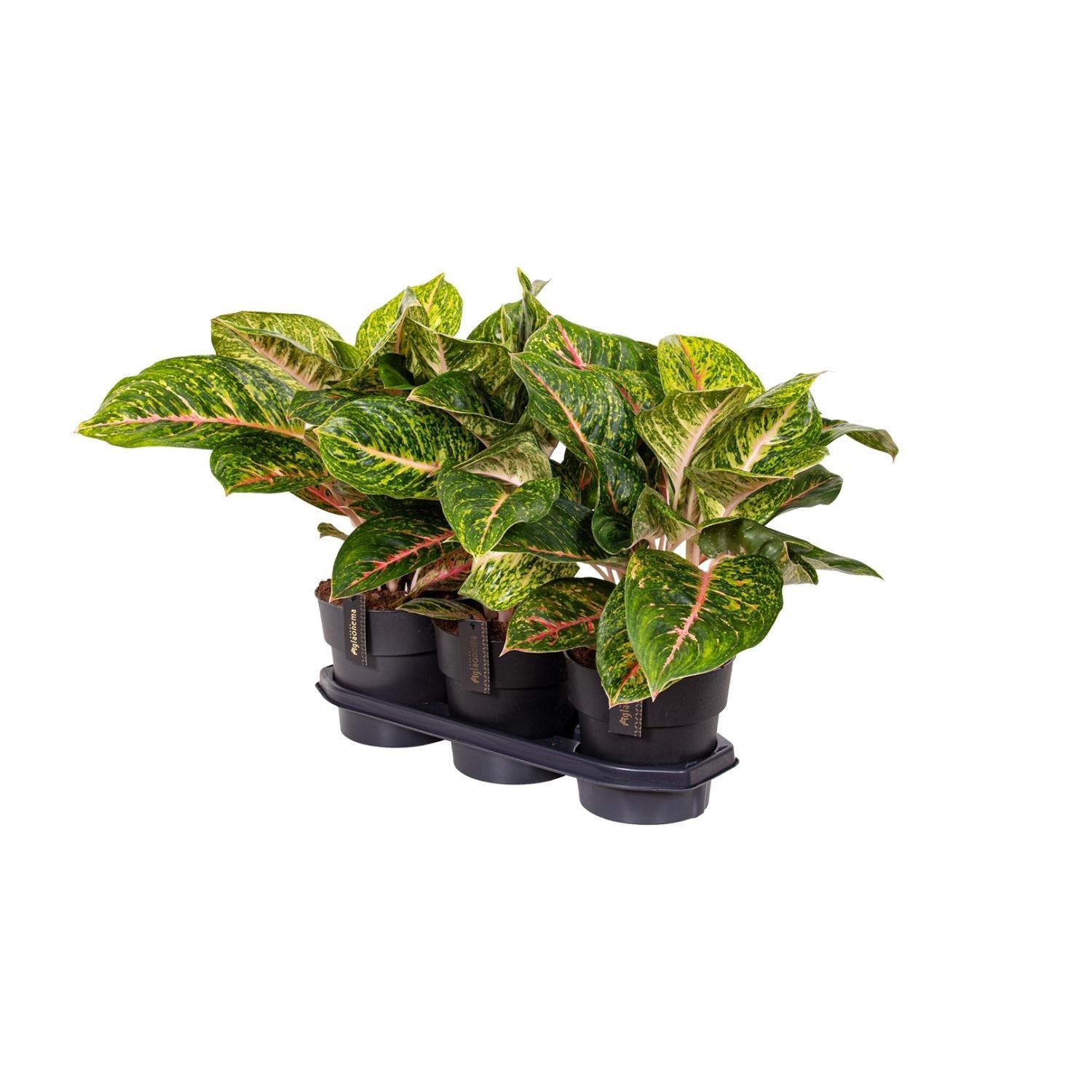Aglaonema Spring Red - &empty;19 cm - &uarr;60 cm