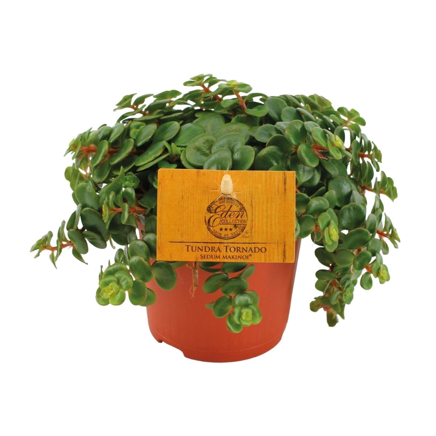 Sedum Tornado - &empty;11 cm - &uarr;15 cm