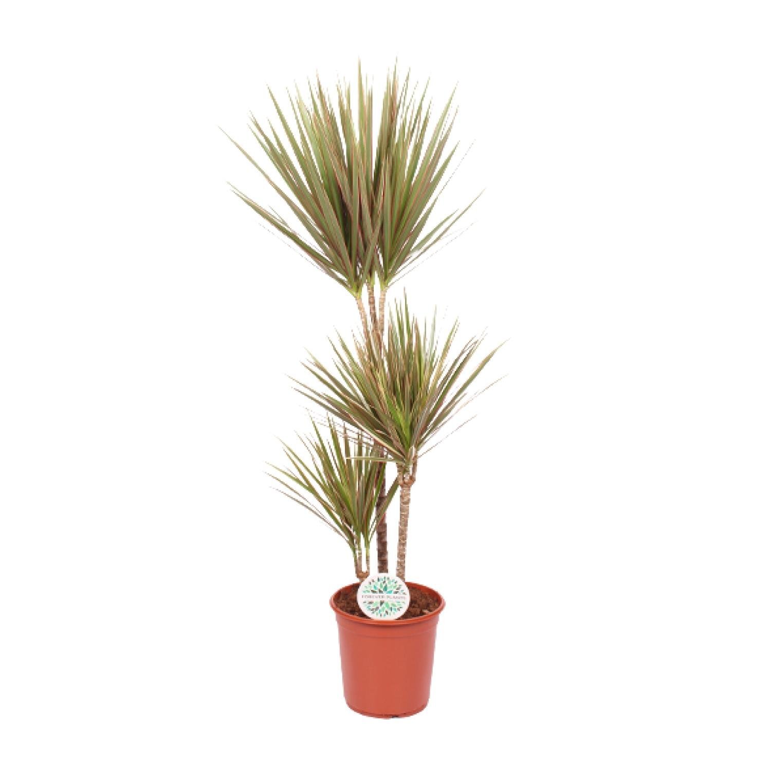 Drakenboom (Dracaena Bicolor) - &empty;24 cm - &uarr;115 cm