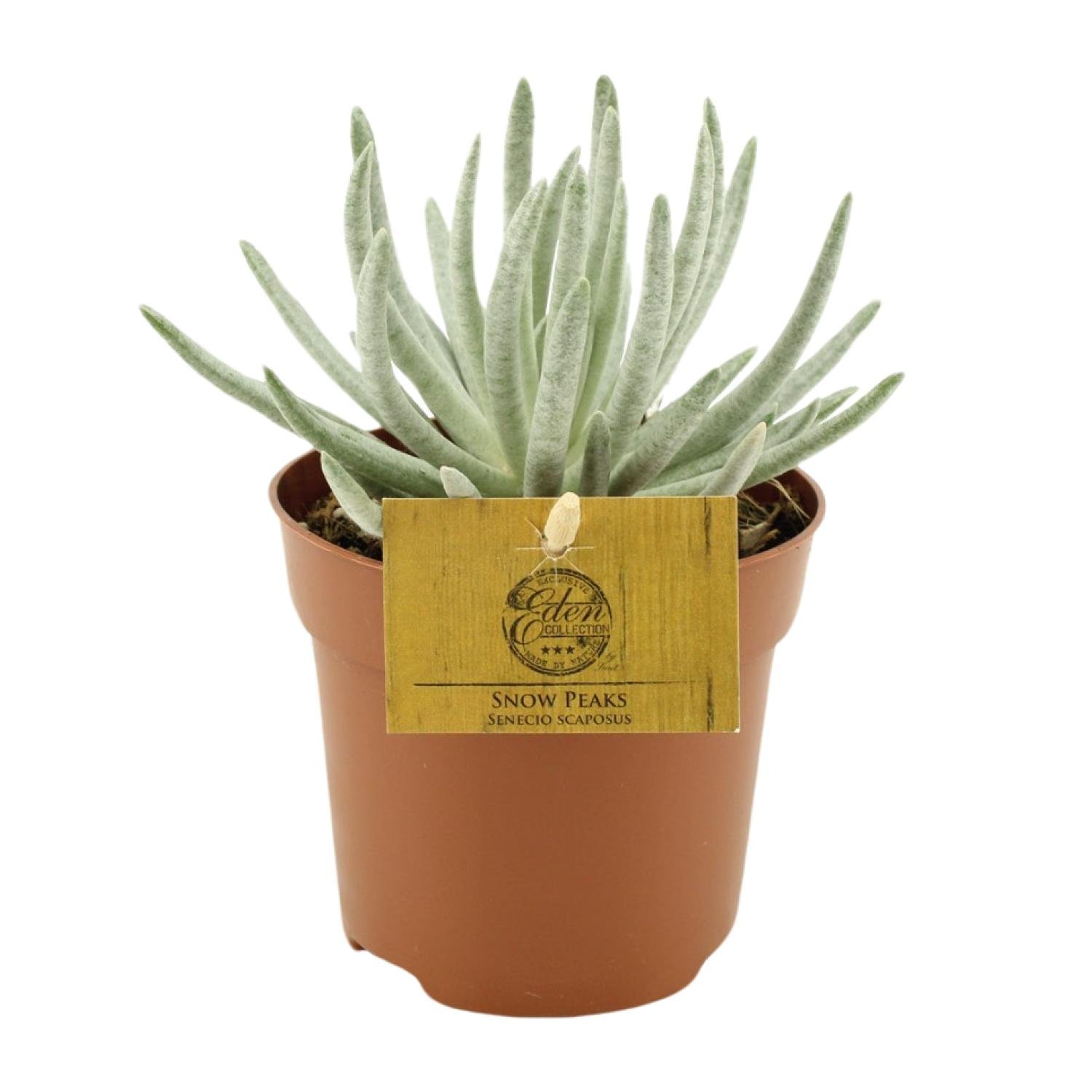 Senecio Scaposus - &empty;10 cm,5 &uarr;15 cm