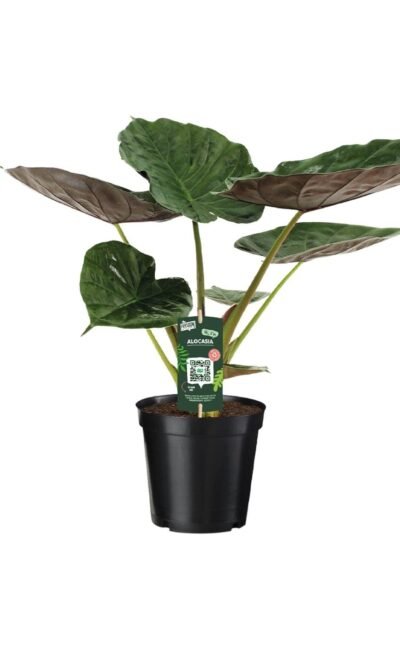 Alocasia Wentii - Olifantsoor - &empty;19 cm - &uarr;70 cm