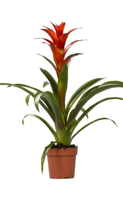 Guzmania Ostara - &empty;12 cm - &uarr;45 cm
