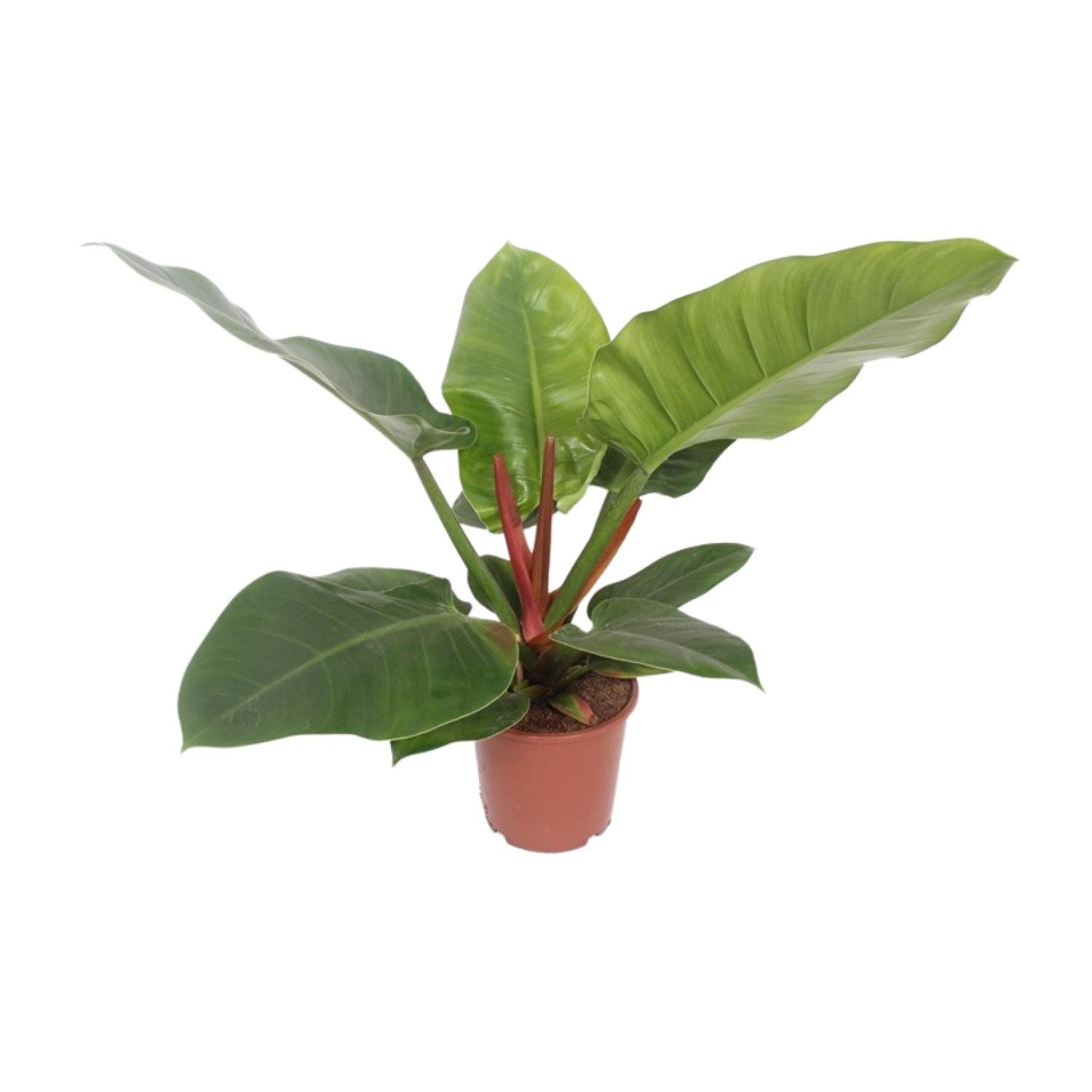 Philodendron Imperial Green - &empty;17 cm - &uarr;60 cm
