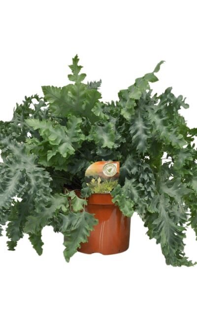 Blauwvaren (Phlebodium Davana) - &empty;26 cm - &uarr;60 cm