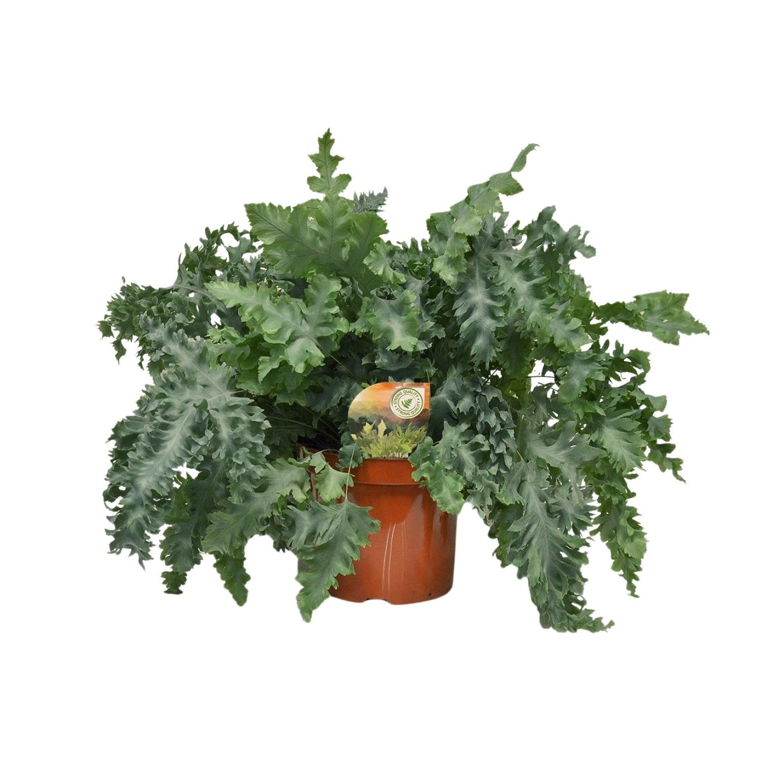 Blauwvaren (Phlebodium Davana) - &empty;26 cm - &uarr;60 cm