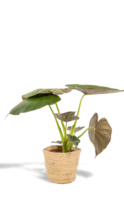 Olifantsoor (Alocasia Wentii) - &empty;19 cm - &uarr;65 cm + Mand Selin