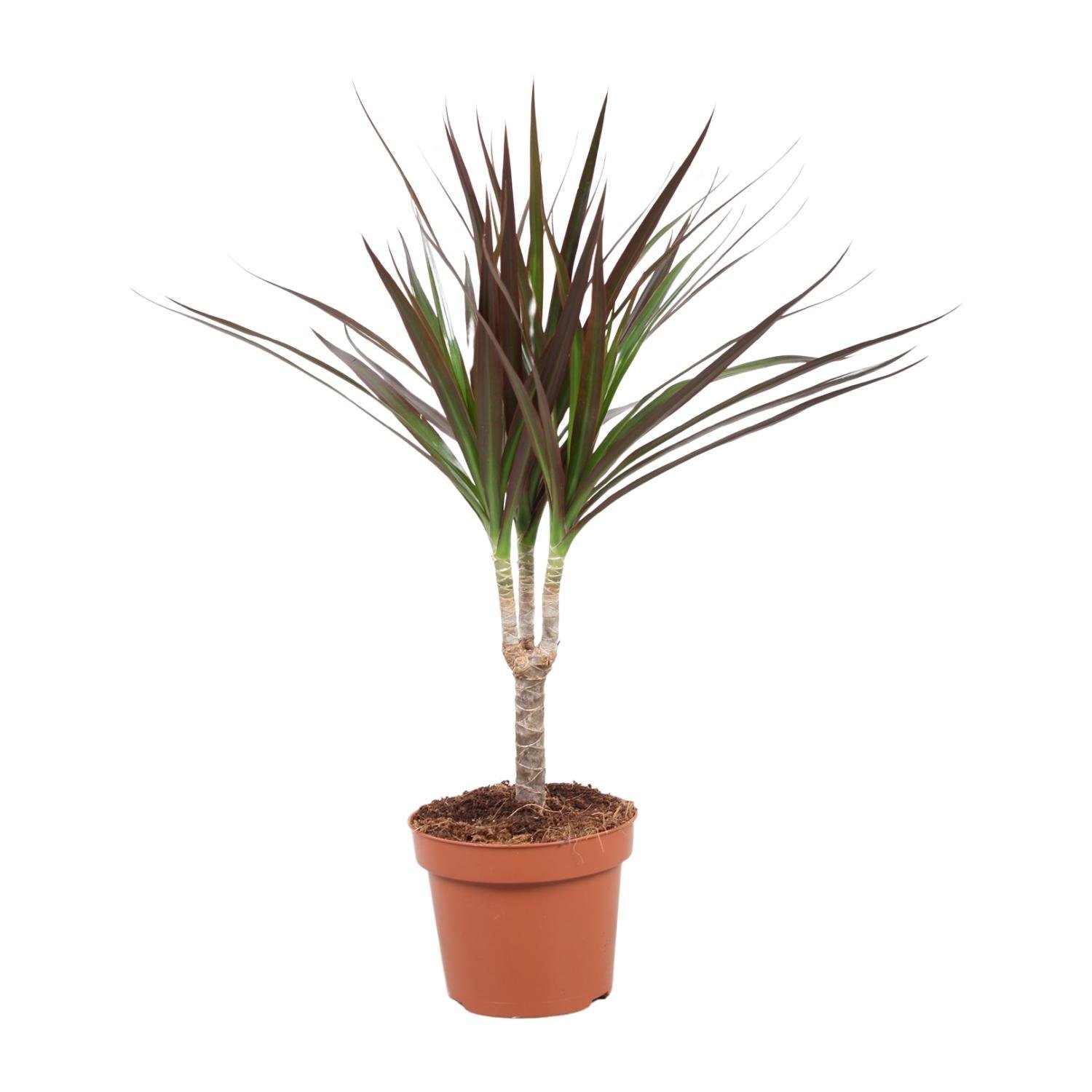 Drakenboom (Dracaena Magenta) - &empty;12 cm - &uarr;50 cm