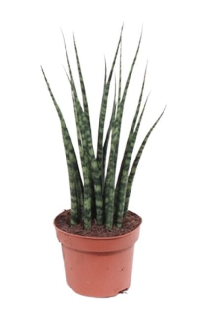 Vrouwentong (Sansevieria Fernwood Mikado) - &empty;12 cm - &uarr;40 cm