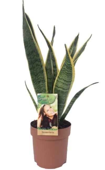 Vrouwentong (Sansevieria Laurentii) - &empty;14 cm - &uarr;50 cm