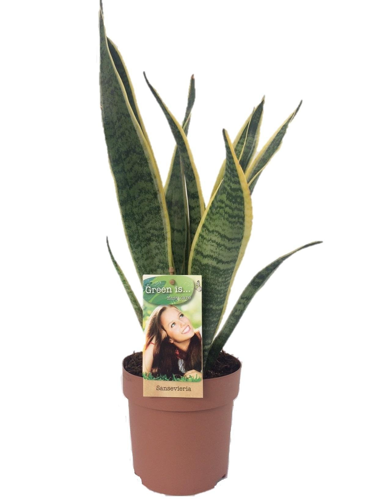 Vrouwentong (Sansevieria Laurentii) - &empty;14 cm - &uarr;50 cm
