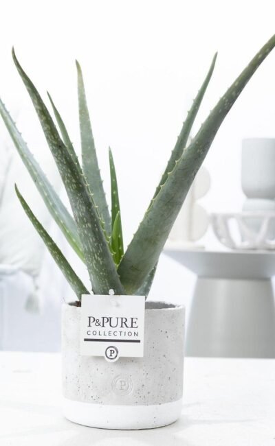 Aloe Vera In P&Pure Jade Ceramics - &empty;12 cm - &uarr;45 cm