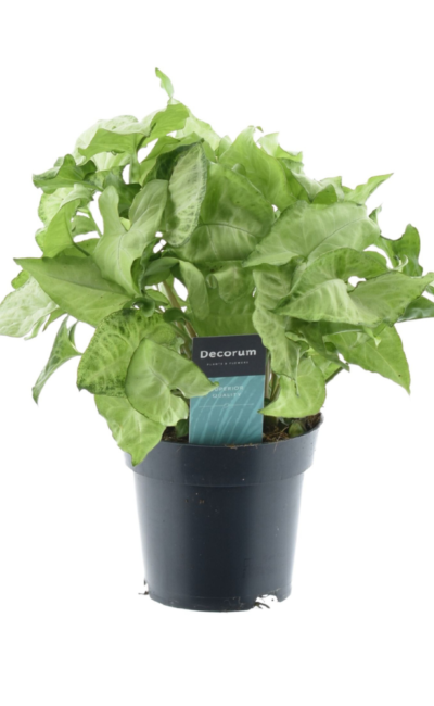 Syngonium White Butterfly Feel Green - &empty;14 cm - &uarr;35 cm